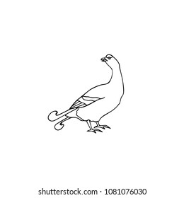 Vector illustration of hand drawn male black grouse. Beautiful animal design elements, ink drawing.