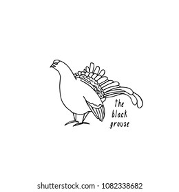 Vector illustration of hand drawn male black grouse. Beautiful animal design elements, ink drawing.