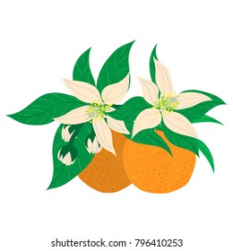 Vector illustration. Hand drawn Mandarins, clementines, citrus. Mandarin elements. Two whole mandarins and citrus flower blossom.