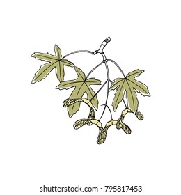 Vector illustration of hand drawn maple branch. Ink drawing, graphic style.