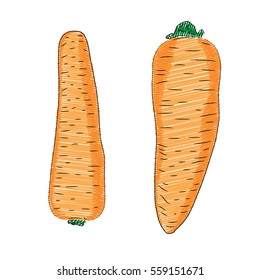 Vector illustration of hand drawn marker scribble carrot