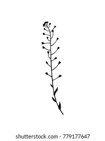 Vector illustration of hand drawn meadow grass lady's-purse. Ink drawing, graphic style.