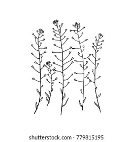 Vector illustration of hand drawn meadow grass lady's-purse. Ink drawing, graphic style.