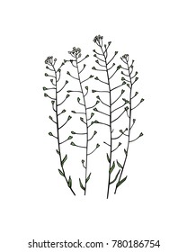 Vector illustration of hand drawn meadow grass lady's-purse. Ink drawing, graphic style.