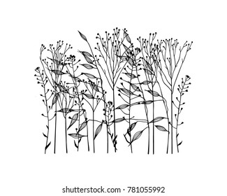 Vector illustration of hand drawn meadow grass. Ink drawing, graphic style.