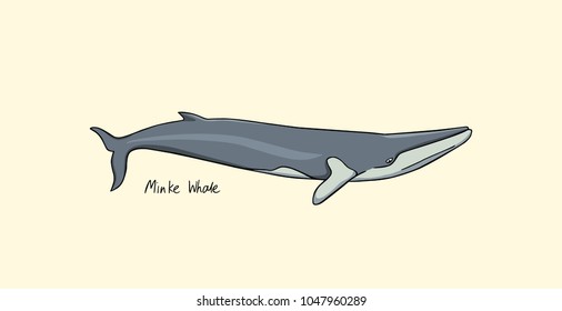 Vector illustration of hand drawn minke whale. Beautiful ink drawing, heavy contour. Perfect design elements, marine animal illustration