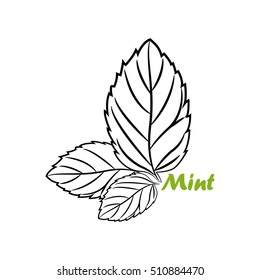 Vector Illustration Of Hand Drawn Mint