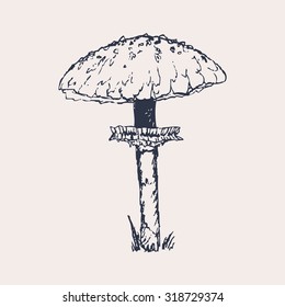 Vector Illustration of a Hand Drawn Mushroom