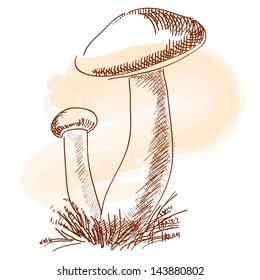 Vector illustration of a hand drawn - Mushrooms