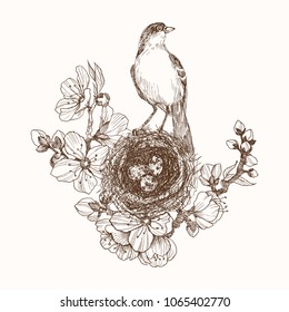 Vector illustration of hand drawn nest with spotted eggs and bird on blooming brunch. Graphic style, beautiful illustration. Engraving retro style