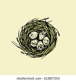 Vector illustration of hand drawn nest with spotted eggs. Graphic style, beautiful illustration, perfect for Easter celebration.