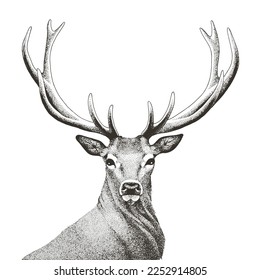 Vector illustration of hand drawn noble deer