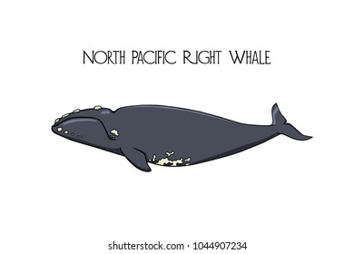 Vector illustration of hand drawn North Pacific Right Whale. Beautiful ink drawing, heavy contour. Perfect design elements, marine animal illustration