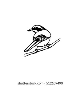 Vector illustration of hand drawn North America bird sitting on a branch. Ink drawing, graphic style. 