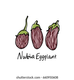 Vector illustration of hand drawn Nubia eggplants. Cool vegetable print, beautiful design elements