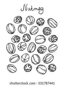 Vector illustration of with hand drawn nutmeg. Beautiful food design elements, perfect for any business related to the food industry.