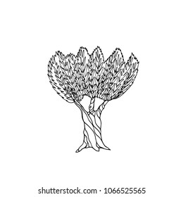 Vector illustration of hand drawn olive tree. Beautiful floral design elements,  ink drawing, abstract style.