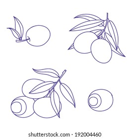 vector illustration - hand drawn olive branch