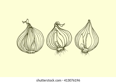 Vector illustration of hand drawn onion bulbs. Vegetarian, healthy food illustration. Beautiful design elements.