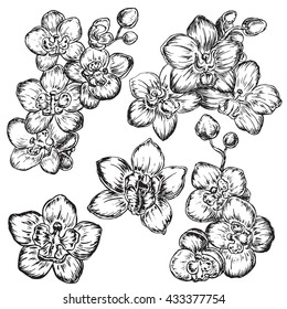 The vector illustration "hand drawn orchids collection" for design