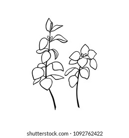 Vector illustration of hand drawn oregano twigs. Beautiful food design elements, ink drawing.