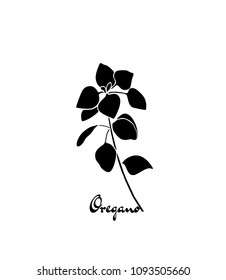 Vector illustration of hand drawn oregano twigs. Beautiful food design elements, ink drawing.