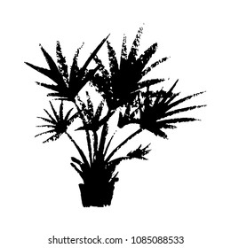 Vector illustration of a hand drawn palm tree isolated on white.