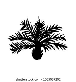 Vector illustration of a hand drawn palm tree isolated on white.