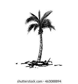 Vector illustration of a hand drawn palm trees. Design element for t-shirt prints. Tropical nature element.