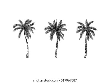 Vector illustration of a hand drawn palm trees. Design element for t-shirt prints. Tropical nature element.