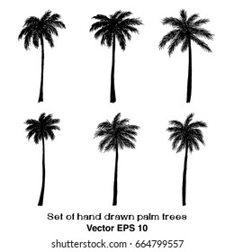 Vector illustration. Hand drawn palm trees. Design element for prints.