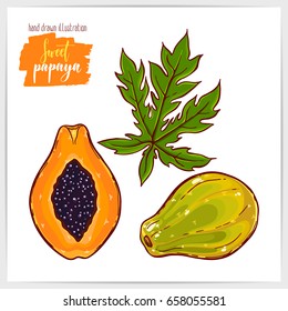 Vector illustration of hand drawn papayas.