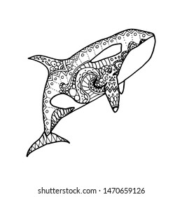 Vector illustration of hand drawn patterned killer whale. Doodle Orca. Coloring page book