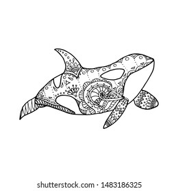 Vector illustration of hand drawn patterned killer whale. Doodle Orca. Coloring page book anti stress for adult