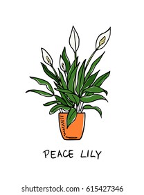 Vector illustration of hand drawn peace lily in a pot. Beautiful floral design elements.