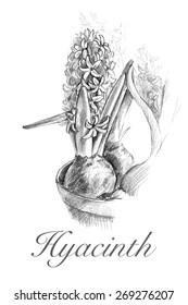 Vector illustration with hand drawn pencil sketch of hyacinths in a flowerpot with a text