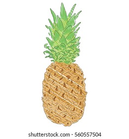 Vector illustration of hand drawn pineapple fruit in marker scribble style
