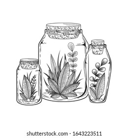 Vector illustration with hand drawn plants and floral elements in glass jars