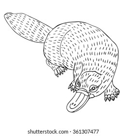 Vector illustration of hand drawn platypus on white background.