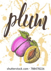Vector illustration, hand drawn plum with inscription on watercolor sprays