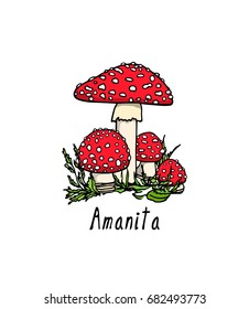 Vector illustration of hand drawn poisonous fungus Amanita. Ink drawing, graphic style. Beautiful design elements.