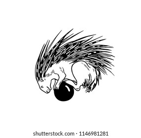 Vector illustration of hand drawn porcupine balancing on the ball. Beautiful ink drawing, funny illustration