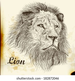 Vector illustration with hand drawn portrait of lion