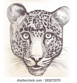 Vector illustration with hand drawn portrait of lion
