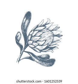 Vector illustration of hand drawn protea flower. A large African open bud flower for decorating invitations, wedding cards, design for Valentine's Day and Mother's Day. Spring and summer decor