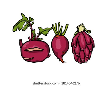 Vector illustration of hand drawn purple vegetables: kohlrabi, beet and artichoke. Beautiful food and healthy eating design elements, perfect for food related industry