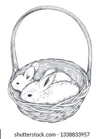 Vector illustration of hand drawn rabbits in the basket. Realistic sketch Easter illustration in black and white colors.