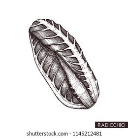 Vector illustration of hand drawn radicchio. Italian chicory drawing isolated on white background. Sketched style vegetable for menu or food list design. 