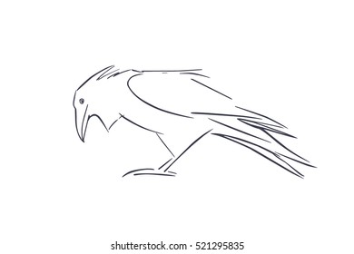 Vector illustration of hand drawn raven looking down. Beautiful ink drawing, linear style.
