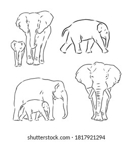 Vector illustration. Hand drawn realistic sketch of an elephant. elephant vector sketch illustration